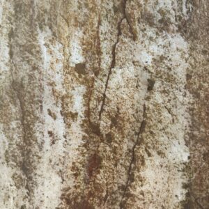 BAUCHANT – Image 2